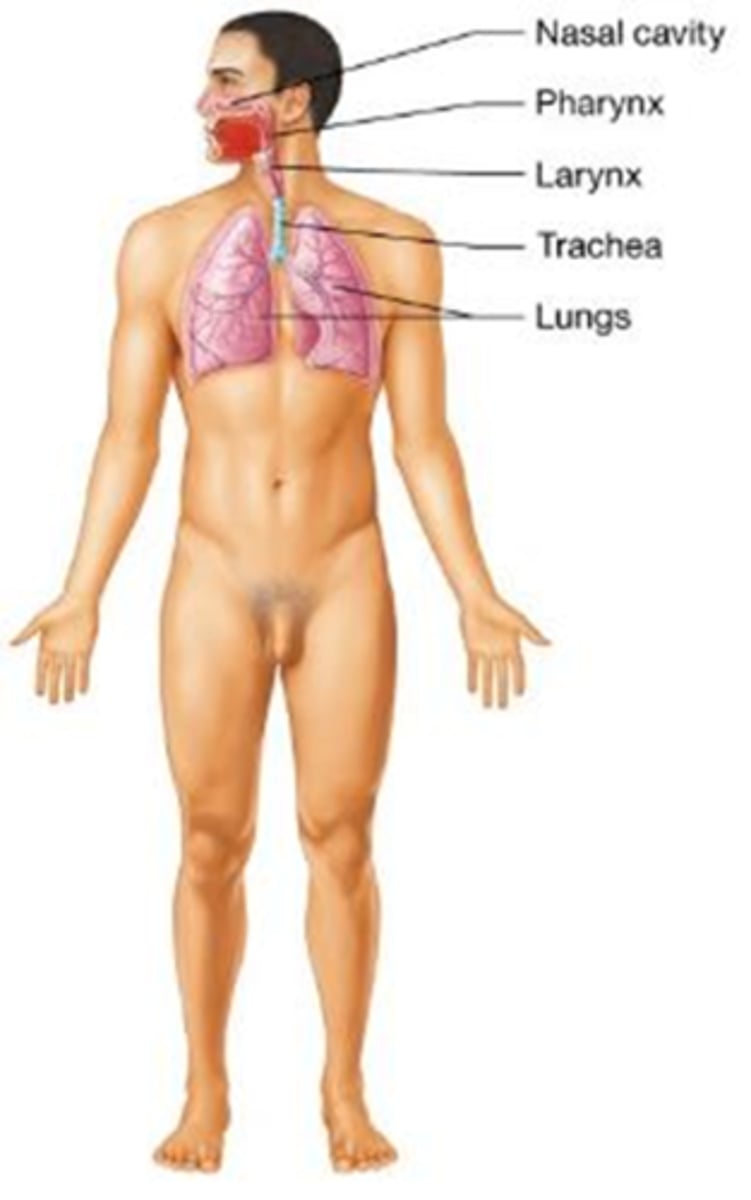 <p>Which body system delivers oxygen to the blood, removes carbon dioxide, and helps maintain the acid/base (pH) balance in the blood?</p><p>A) Digestive system</p><p>B) Circulatory system</p><p>C) Respiratory system</p><p>D) Nervous system</p>