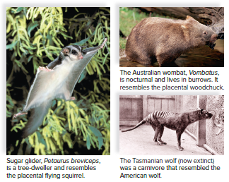 Marsupials of Australia.