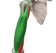 <p>Name this muscle (action, innervation, origin, insertion)</p>