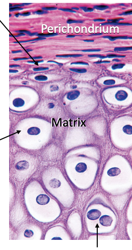 <p>What are the three cartilage tissue cells </p>