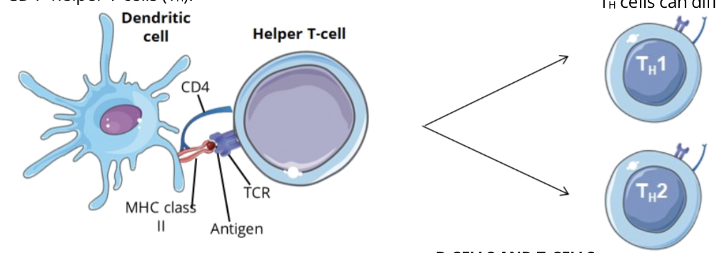 <p>Activation</p><ul><li><p>Antigen presenting cells (ACPs), such as dendritic cells, that have engulfed pathogens by phagocytosis can present the antigens to naive CD4 helper T cells (Th)</p></li></ul><p>Differentiation</p><ul><li><p>depending on the type of antigen it encounters, Th cells can differentiate into 2 subsets:</p></li><li><p>To induce cell mediated immunity, activated Th cells will differentiate into a subset called Th1</p></li><li><p>To induce humoral immunity, activated Th cells will differentiate into a subset called Th2</p></li></ul><p></p>