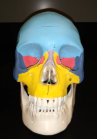 <p>What is this bone (dividing the nose)?</p>