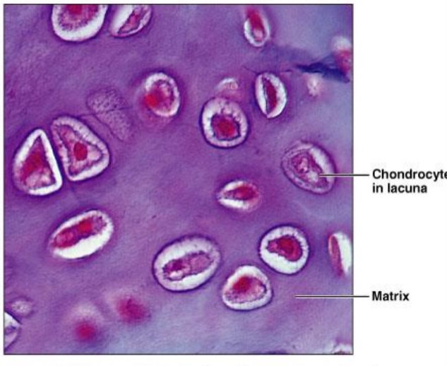 <ul><li><p>Chondrocytes</p><ul><li><p>produce smooth collagen</p></li></ul></li><li><p>Location; costal cartilage</p></li></ul><p></p>