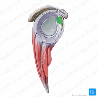<ul><li><p>runs from the superior glenoid labrum to the upper humeral neck </p></li></ul><p></p>