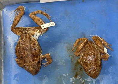 <p>barking frog</p><p>direct development</p><p>skin fold on back of head</p><p>tubercles on feet</p><p>no webbing on hind feet</p>