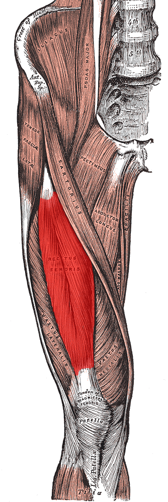 <p><span>Extend knee.</span></p>