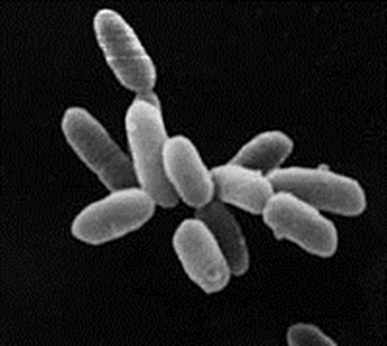 <p>A unique group of microorganisms that are called bacteria but are genetically and metabolically different from all other known bacteria. They appear to be living fossils, the survivors of an ancient group of organisms that bridged the gap in evolution between bacteria and eukaryotes. They are prokaryotes.</p>