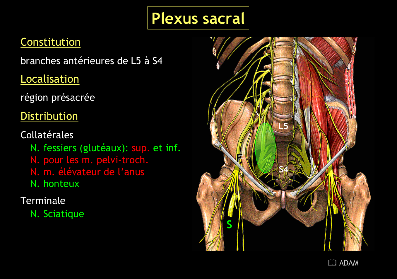 <p>Le nerf sciatique</p>