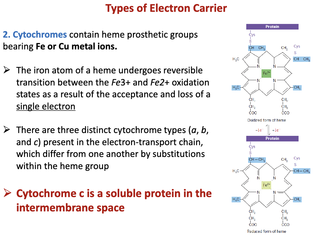 <p>Contain heme prosthetic groups having Fe or Cu ions. Found in the cristae of mitochondria. Cytochrome c is a soluble protein found in the inter-membrane space and is apart of the ETC.</p>