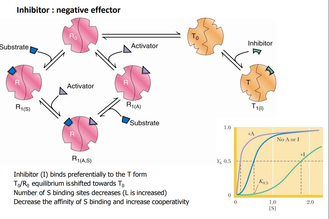 <ul><li><p>Inhibitor (I) binds preferentially to the T form </p></li><li><p>T0/R0 equilibrium is shifted towards T0 </p></li><li><p>Number of S binding sites decreases (L is increased) </p></li><li><p>Decrease the affinity of S binding and increase cooperativity</p></li></ul><p></p>