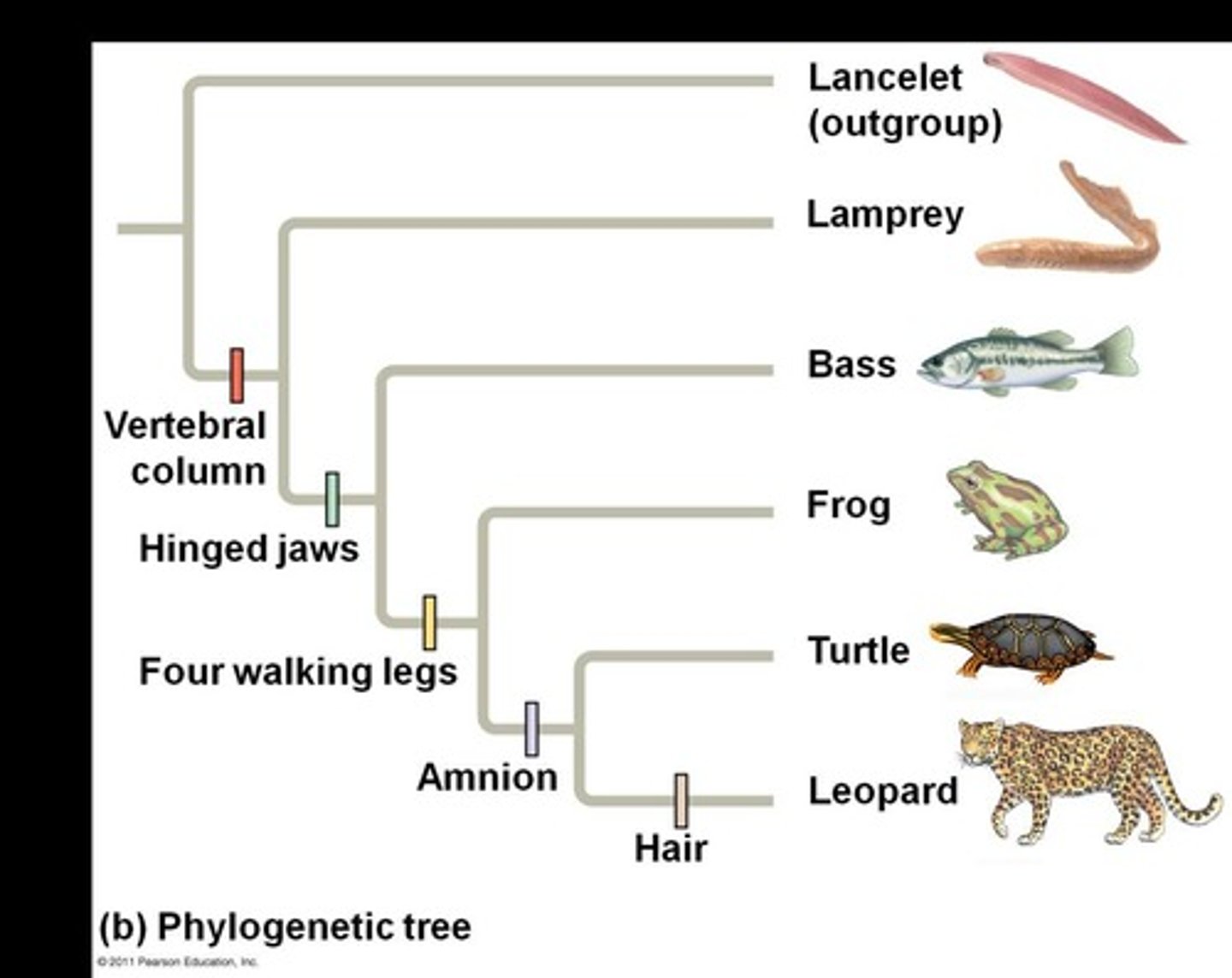 <p>Diagram showing evolutionary relationships among species.</p>