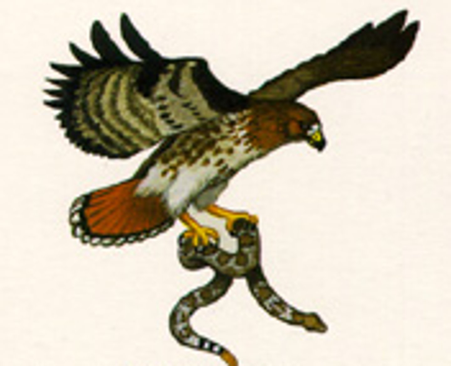 <p>An organism that eats other organisms</p>
