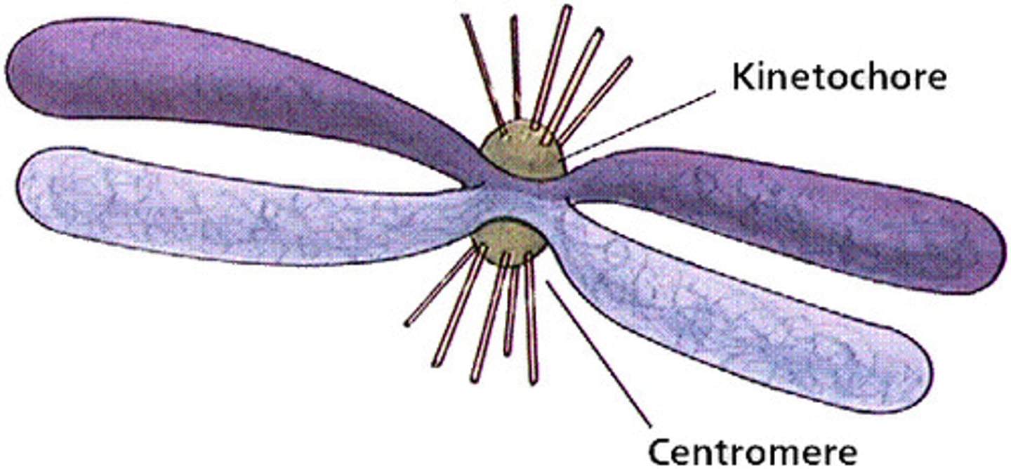 <p>point of attachment for microtubules</p>
