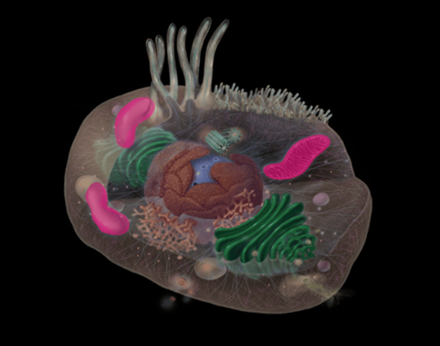 <p>Site of ATP synthesis; powerhouse of cell</p>