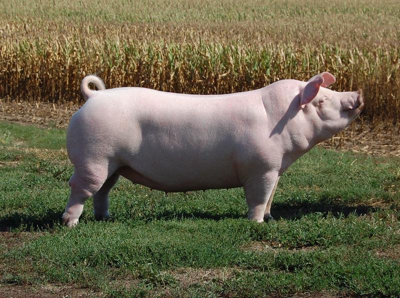 <p><span>-&nbsp;</span>Pennsylvania</p><p><span>-&nbsp;</span>Used as purebred breed, but most commonly used in crossbreeding because of maternal traits</p><p><span>-&nbsp;</span>Wide body, head, and ears</p><p><span>- </span>All white</p><p><span>-&nbsp;</span>Semi-level topline, lightly dished face</p><p><span>-&nbsp;</span>Drooping ears</p>