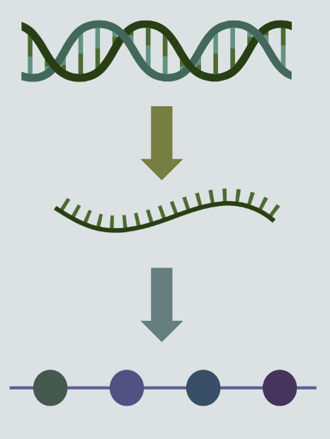 <ol><li><p>Segment of DNA in the nucleus is unraveled and a complementary strand of RNA is created (mRNA)</p></li><li><p>mRNA leaves the nucleus</p></li><li><p>Ribosome latches onto mRNA and recruits tRNA to bring in complementary amino acids</p></li><li><p>Amino acids are added to a growing chain that eventually breaks off and folds into a protein</p></li></ol><p></p>