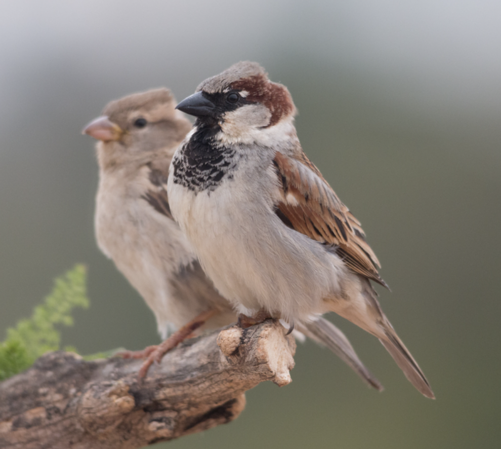 <p>What is this bird?</p>