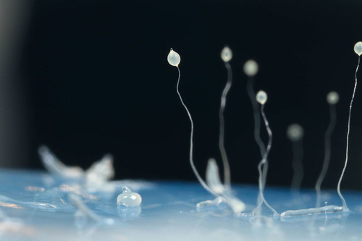 <p>cellular slime molds</p>