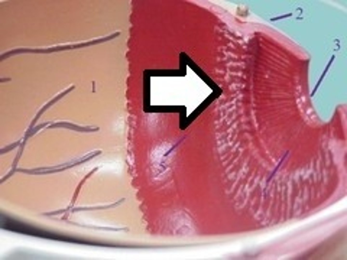 <p>Vascular tunic; contains ciliary muscles and processes; controls lens shape</p>