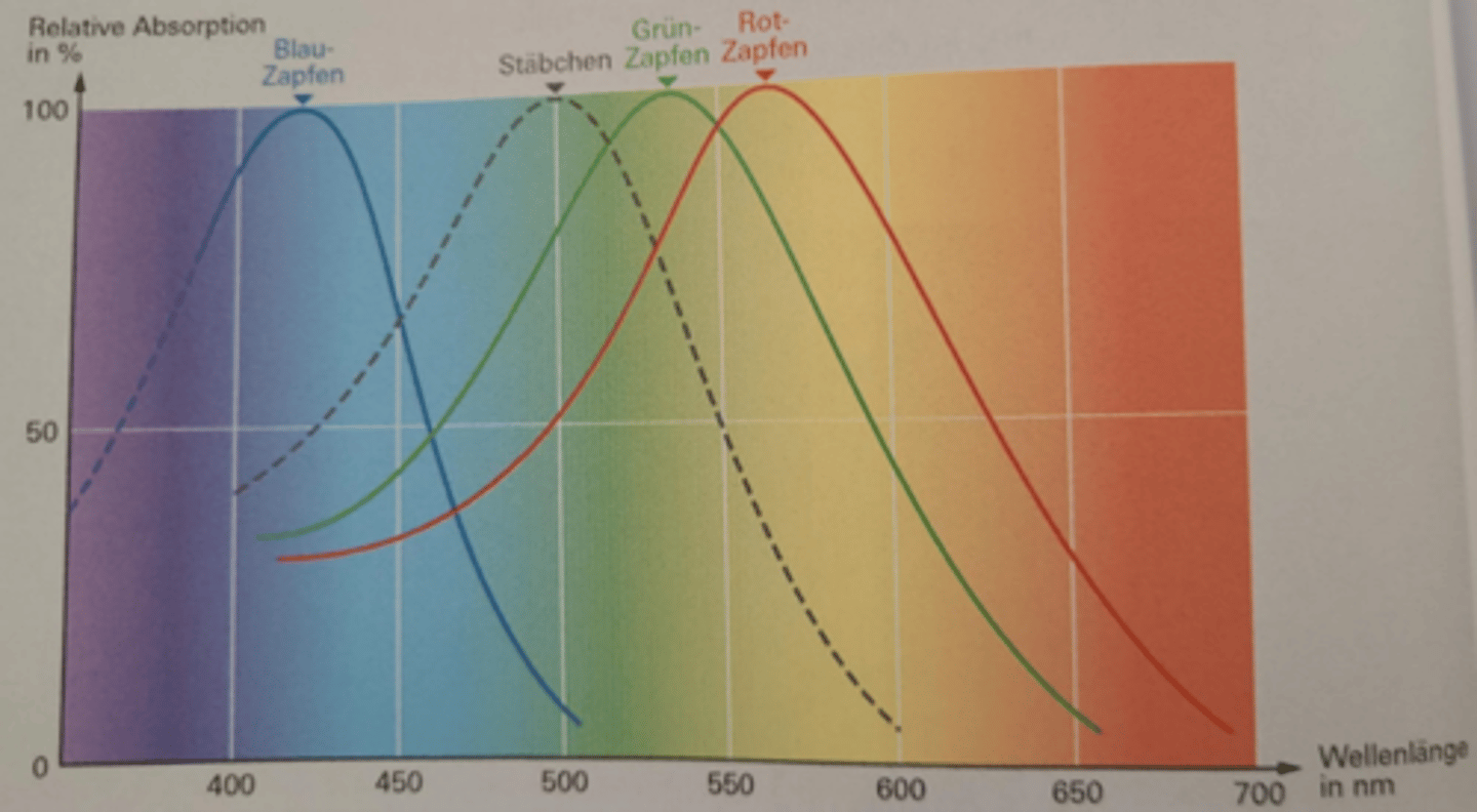 <p>- Rot-Zapfen sind besonders empfindlich für langwelliges (rotes und gelbes) Licht. Ihr Absorptionsmaximum liegt bei 565 nm.</p><p>- Grün-Zapfen haben ihr Absorptionsmaximum bei 535 nm.</p><p>- Blau-Zapfen sind am empfindlichsten für kurzwelliges (blaues) Licht. Ihr Absorptionsmaximum liegt bei 420 nm.</p>