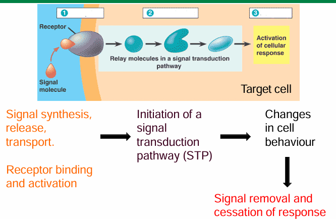 <ul><li><p>Signaling cells produces and releases signaling molecules</p></li><li><p>Target cells have a receptor to bind to the signal&nbsp;</p></li><li><p>This activates the receptor to make a cascade of event</p></li><li><p>This cascade will interpret and transduce the signal to cause change in behaviour</p><ul><li><p>Transcription&nbsp;</p></li><li><p>Cell movement / growth / differentiation&nbsp;</p></li></ul></li><li><p>Many cells may be exposed to the signal, but only the target ones will have receptors to respond</p></li></ul><p></p>