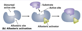 <p>binding stabalizes active form of enzyme</p>