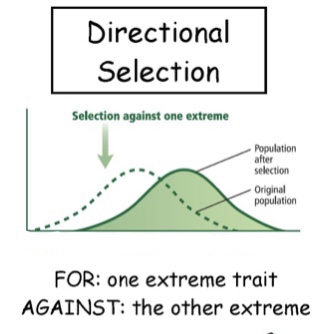 Acts to eliminate one extreme

often occurs in nature when environment changes

\
