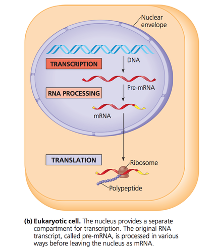 <p>nucleus</p>