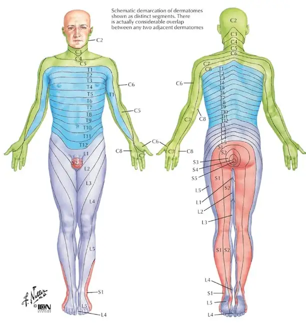 <p>Area of skin supplied by a nerve root </p>
