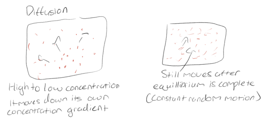 <p>The tendency of molecules to spread out evenly over available space; molecules move down their own concentration gradient</p><p>NOTE: molecules keep moving, even after equilibrium is reached ( molecules are in constant, random motion</p><p>Also remember that each substance is diffusing down its own concentration gradient</p>