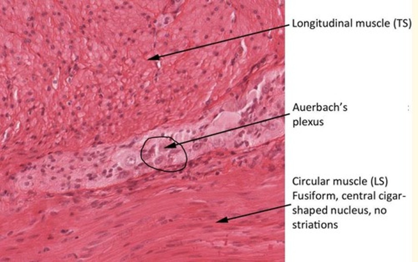 <p>- Auerbach's (or myenteric) plexus of nerves </p>