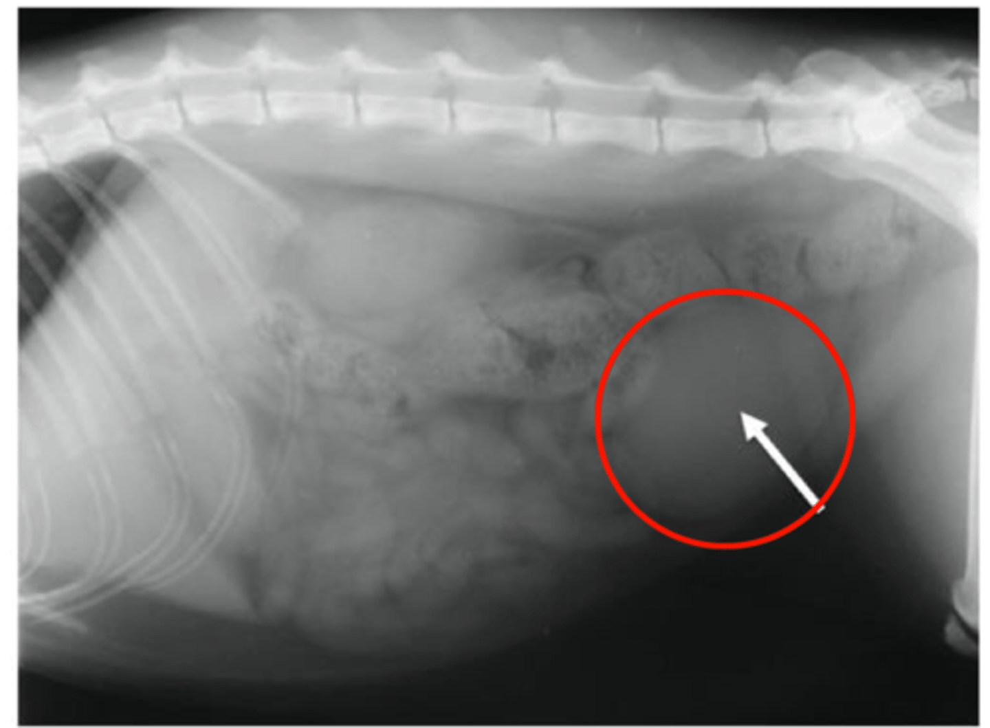 <p>Caudoventral abdomen</p><p>Peritoneal cavity</p><p>Cranial to the pubis</p><p>Ventral to descending colon &amp; uterine body/stump</p><p>Cranial to the prostate gland</p>