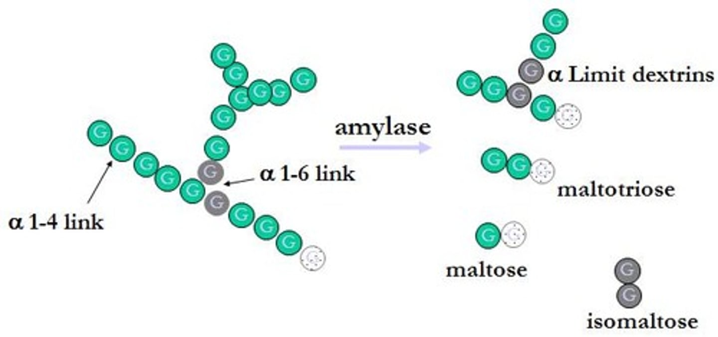 <p>- Amylase enzymes break starch down into short chain polymers called dextrins</p><p>- The final breakdown of dextrins to glucose is catalysed by immobilised glucoamylase</p>
