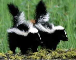 <p>Genus,species,habitat?</p>