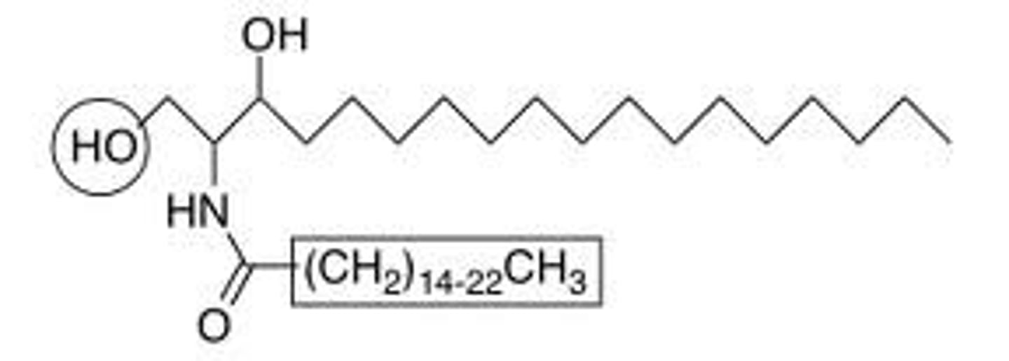 <p>A class of lipids containing a backbone of sphingoid bases, a set of aliphatic amino alcohols that includes sphingosine. They were discovered in brain extracts in the 1870s and were named for the mythological Sphinx because of their enigmatic nature. These compounds play important roles in signal transmission and cell recognition. Sphingolipidoses, or disorders of sphingolipid metabolism, have particular impact on neural tissue. A sphingolipid with an R group consisting of a hydrogen atom only is a ceramide. Other common R groups include phosphocholine, yielding a sphingomyelin, and various sugar monomers or dimers, yielding cerebrosides and globosides, respectively. Cerebrosides and globosides are collectively known as glycosphingolipids.</p>