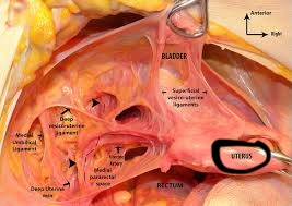 <p>Houses and nourishes developing embryos and fetuses during pregnancy</p><p>SHINY, Flat surface</p>