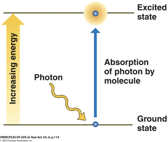 <p>Photons</p>