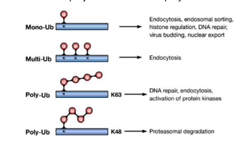 <p>Monoubiquitination or multiubiquitination of lysine residues on the cytosolic tail of membrane receptors marks them for endocytosis and sorting into intraluminal vesicles via the ESCRT pathway. This leads to receptor degradation in the lysosome and termination of signaling.</p>