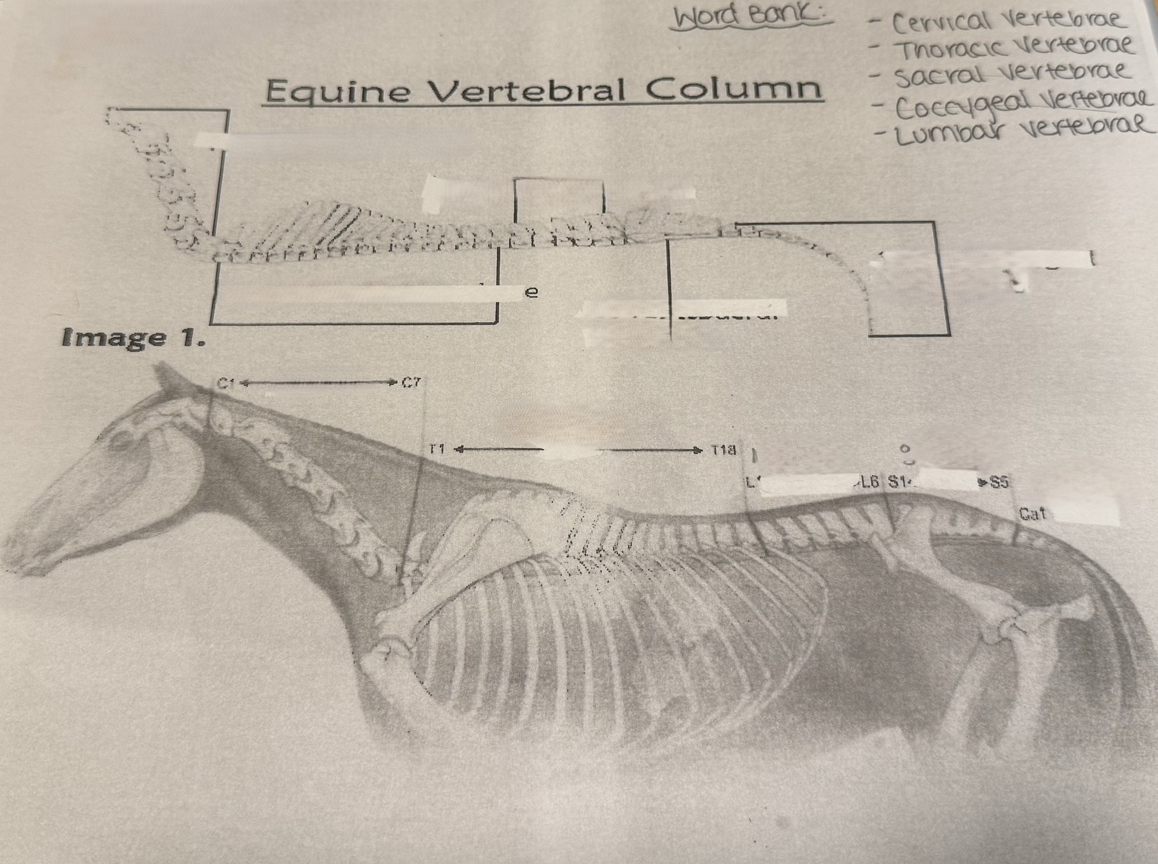 <p>Locate the correct vertebral columns.</p>