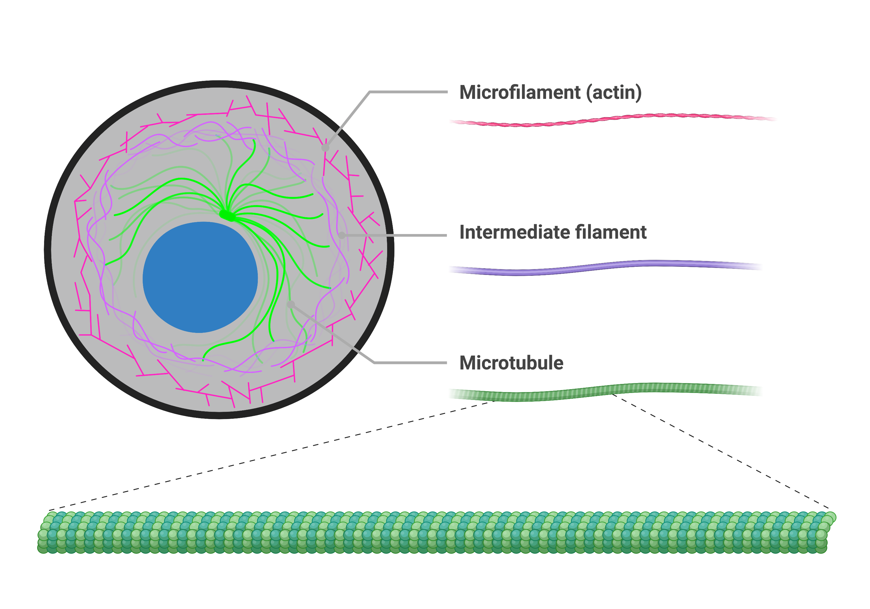 <p>Cytoskeleton</p>