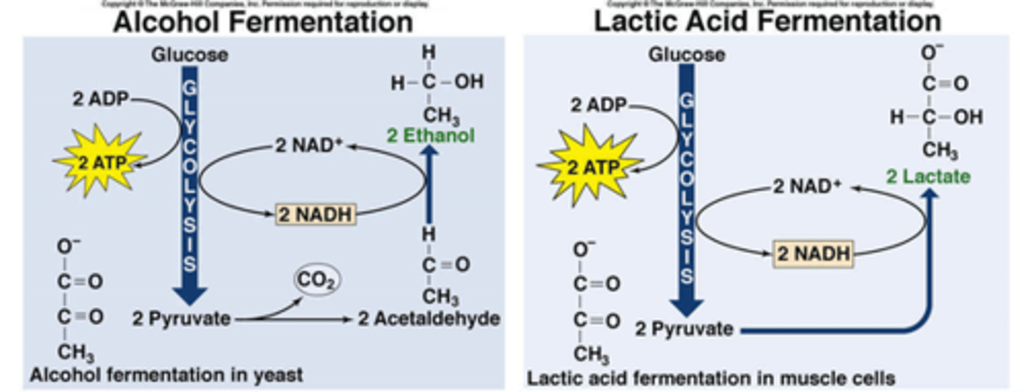 <p>(A) lactic acid, ethanol</p><p>Anaerobic respiration in humans results in the production of lactic acid while in anaerobic respiration in yeast (known as fermentation) results in the production of ethanol (an alcohol).</p><p>Struggling to memorize the metabolic pathways (such as glycolysis and beta-oxidation)? Learn them like the back of your hand using Andrew's Metabolic Pathways Mastery Course @ https://mcatselfprep.com/course/andrews-metabolic-pathways-mastery-course/</p>