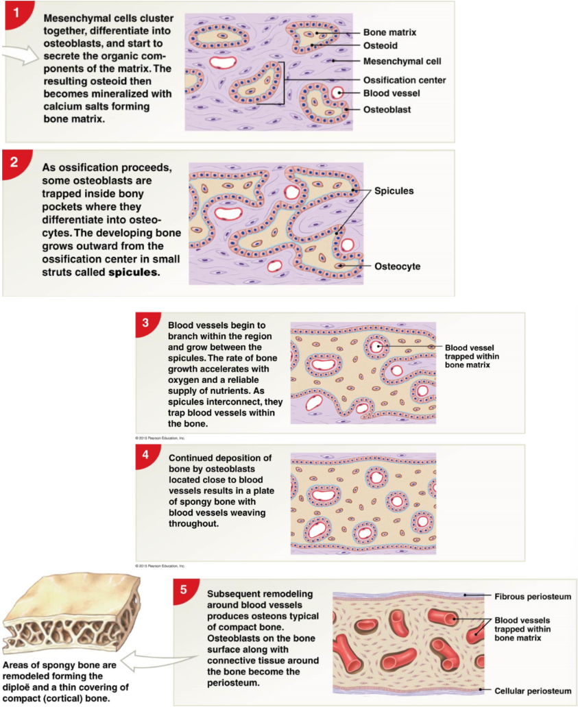 <p>starts 8th weeks of embryonic development&nbsp;</p><ol><li><p>mesenchymal cells cluster, differentiate osteoblasts → osteoblasts produce collagen to form osteoid (collagen + organic proteins) → mineralized with calcium salts forming bone matrix</p></li><li><p>as ossification proceeds some osteoblasts are trapped in boney pockets where they differentiate into osteocytes. developing bone grow outwards from ossification center in struts called <strong>spicules</strong></p></li><li><p>Blood vessels begin to branch within region and grow between spicules → spicules connect and trap blood vessels in bone&nbsp;</p></li><li><p>deposition of bone by osteoblasts near blood vessels → plate of spongy bone and woven blood vessels WOVEN BONE</p></li><li><p>remodeling of blood vessels → osteons, osteoblasts on bone surface + connective tissue around bone → periosteum</p></li></ol><p></p>