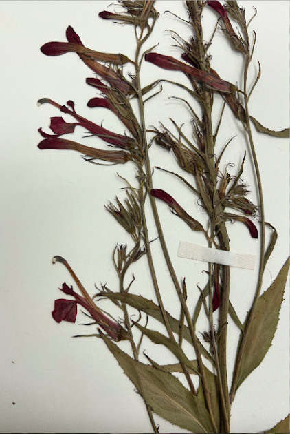 <p>Campanulaceae</p><p><em>Lobelia</em></p>