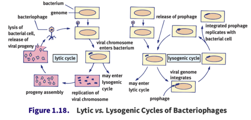 <p>A bacteriophage maximizes the use of the cell’s machinery with little regard for the survival of the host cell. Once the host is swollen with new virions, the cell lyses, and other bacteria can be infected.; Viruses in this phase are termed virulent</p>