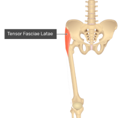 **O:** AIIS

**I:** iliotibial tract (to gurdys tubercle)