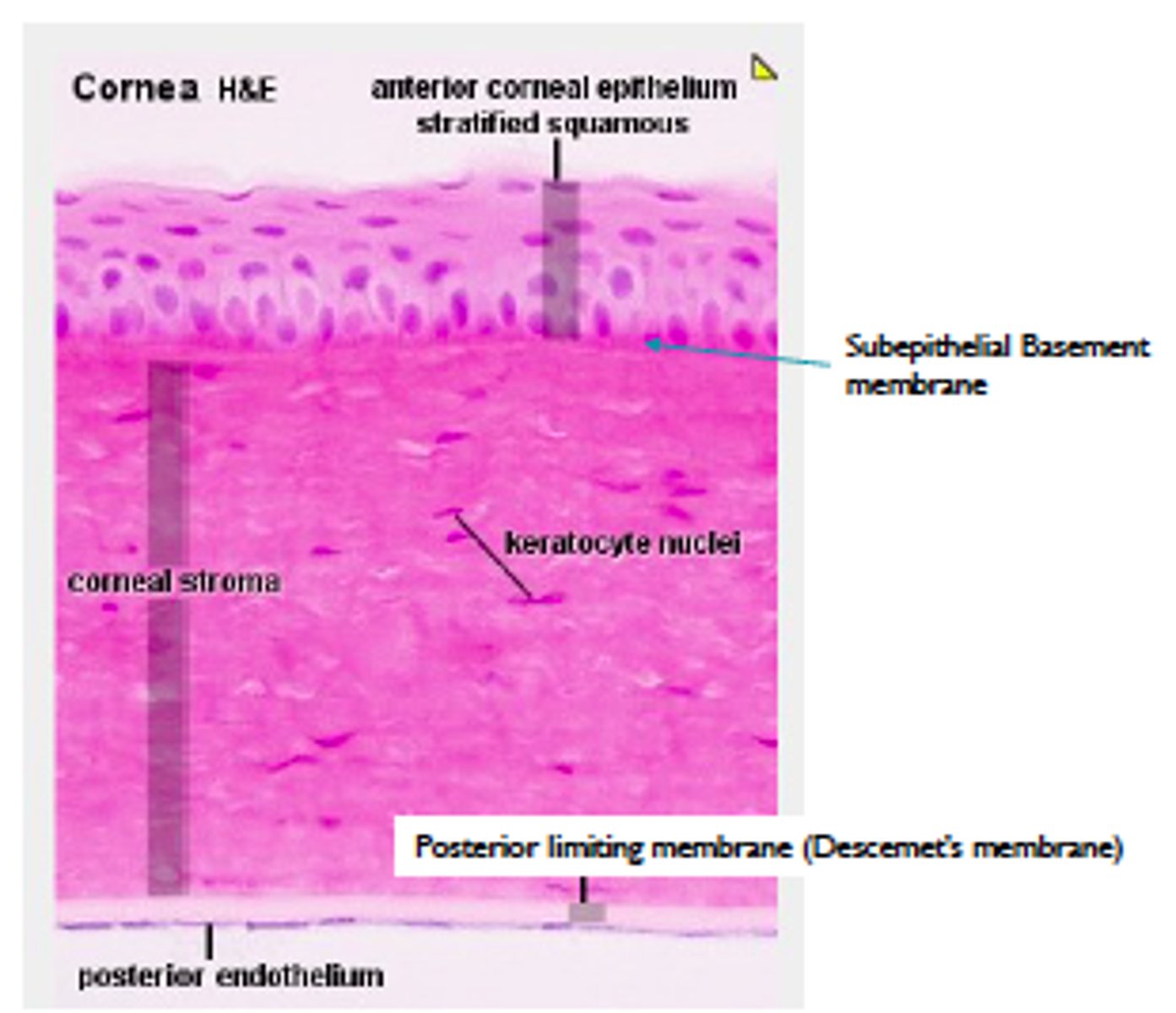 <p>-Epithelium</p><p>-Bowman's Layer</p><p>-Stroma</p><p>-Descemet's Membrane</p><p>-Endothelium</p>