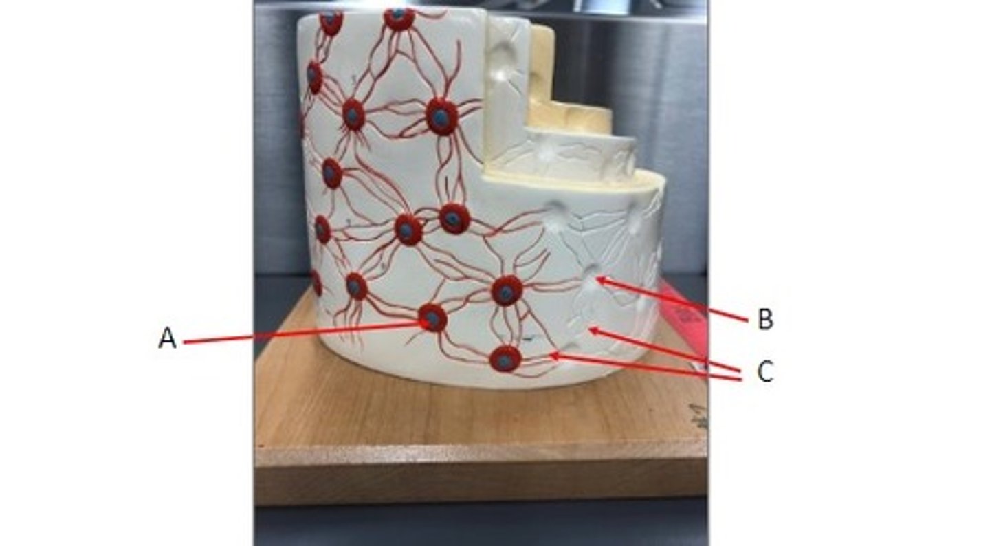 <p>Identify the structures.</p>