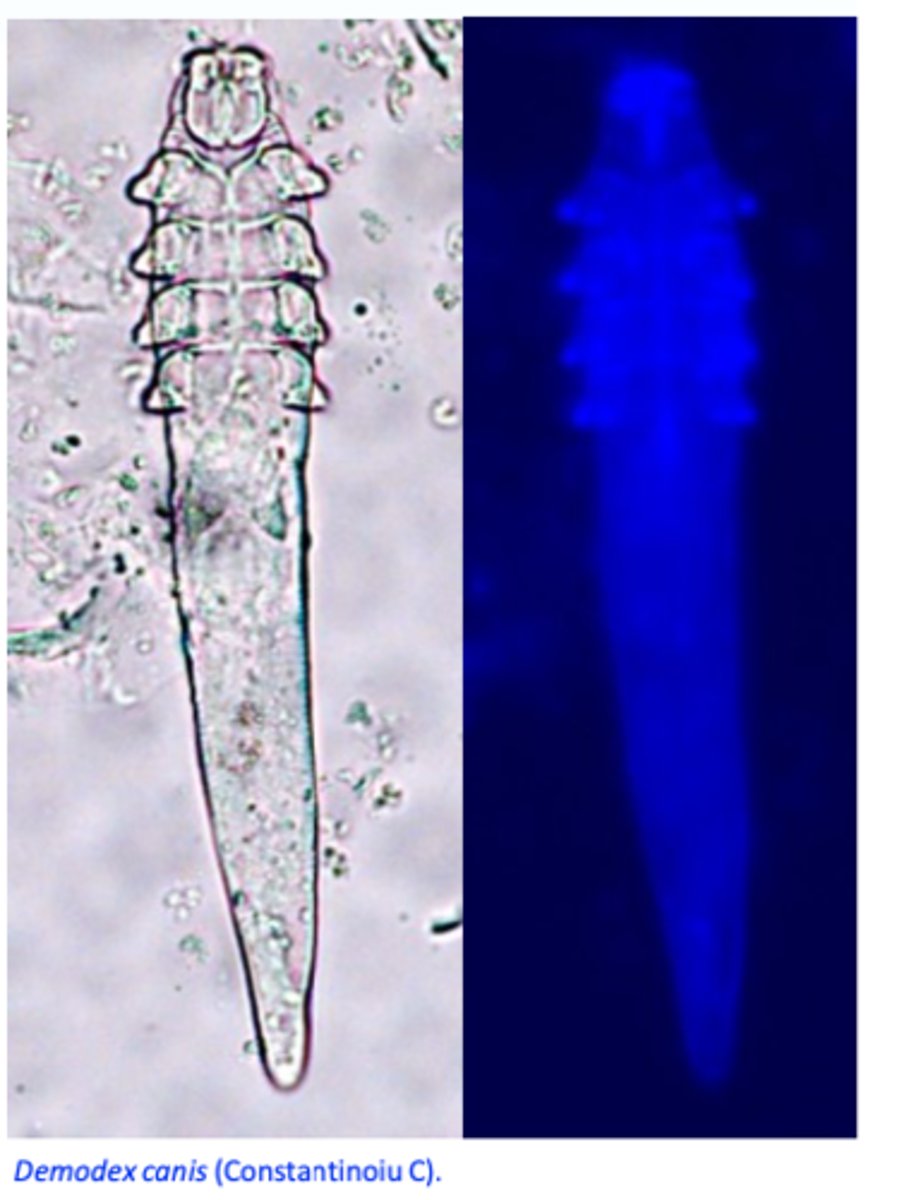 <p>Body: elongated;</p><p>Four short, stumpy pairs of legs, located at the front of the body;</p><p>Opistosoma is striated;</p>