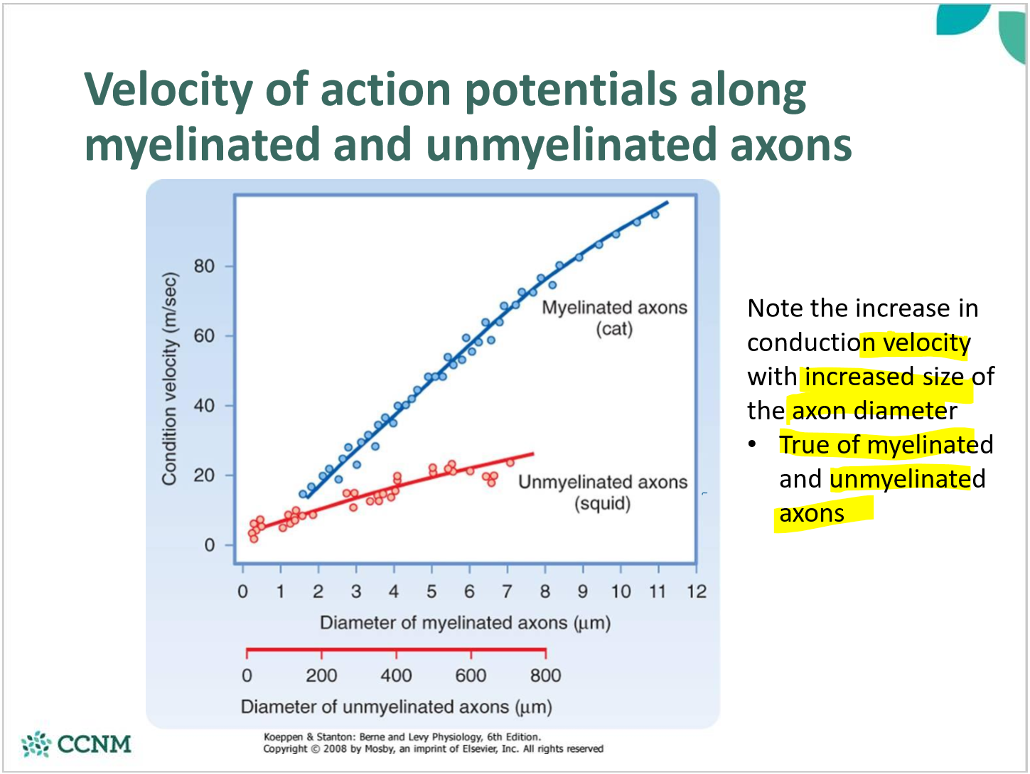 <p>larger diameter conducts APs faster than small fibers</p>