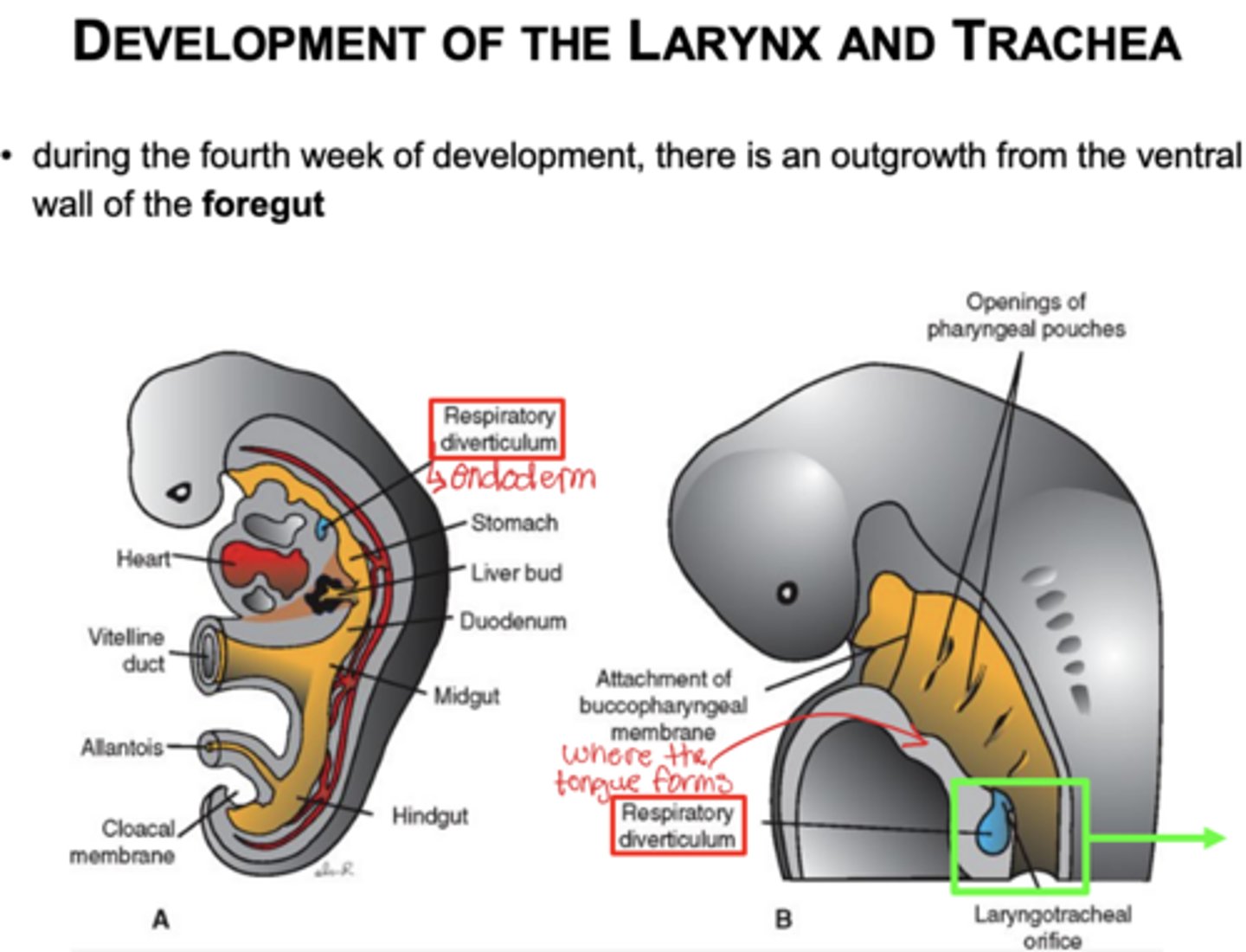 <p>Week 4 there is an outgrowth from the ventral wall of the foregut</p>